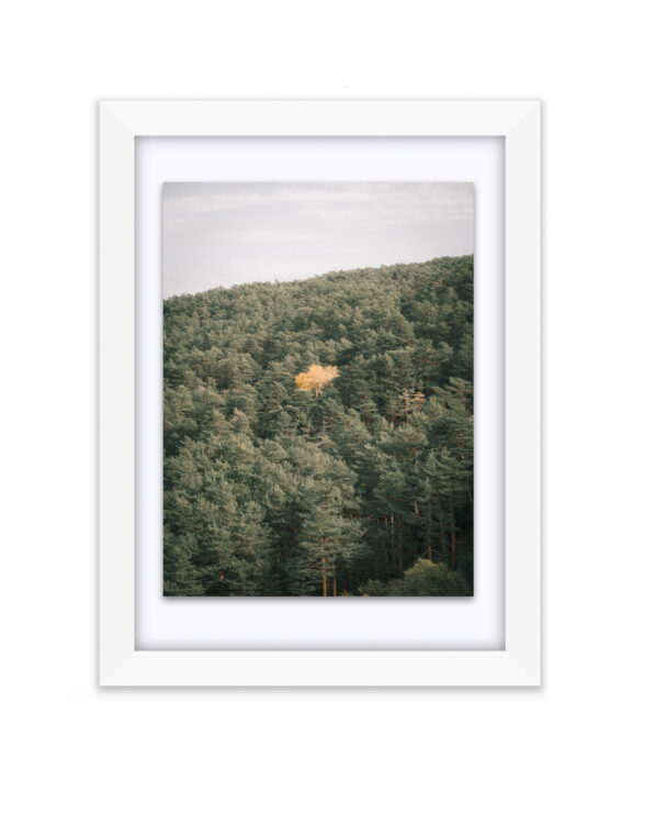 Fotografía de pinos verdes y amarillos